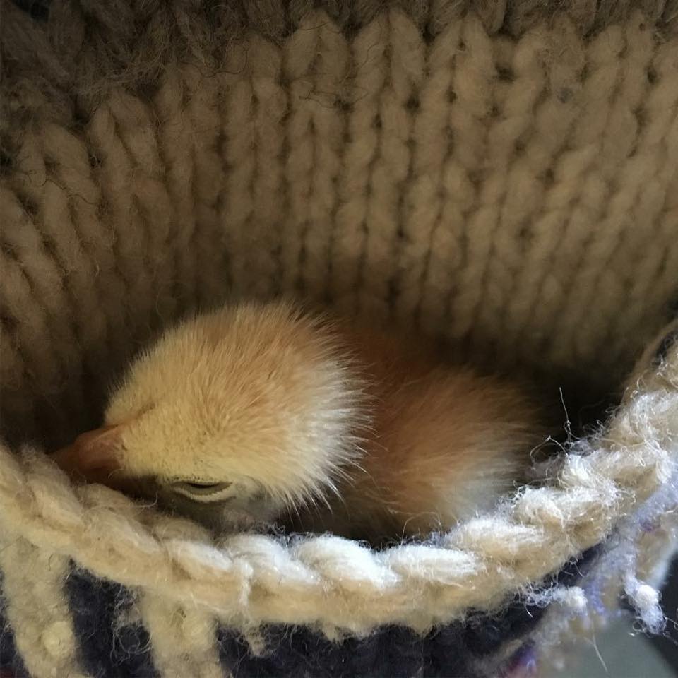 chick