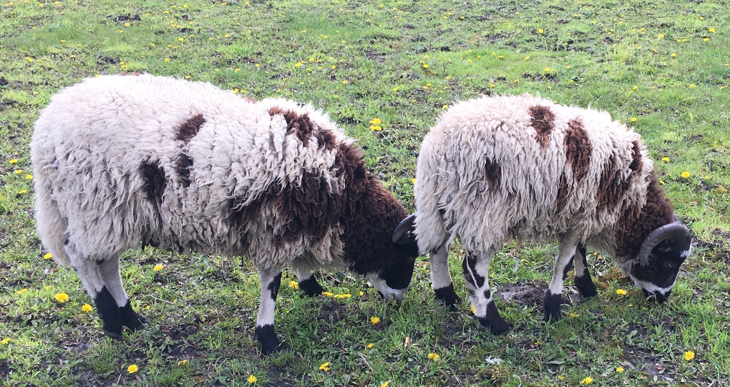 sheep-for-sale-seven-yearling-wethers-shoshanah-marohn